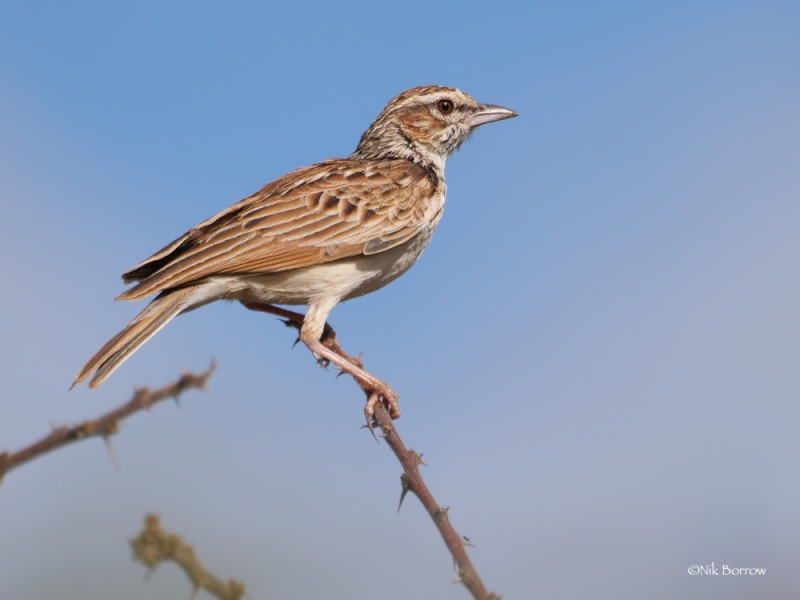 Fawn-colored Lark