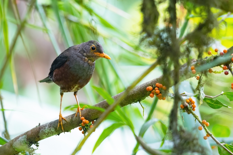 Fiji Island Thrush