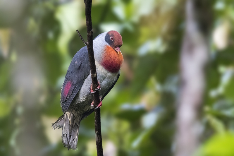 Flame-breasted Fruit Dove