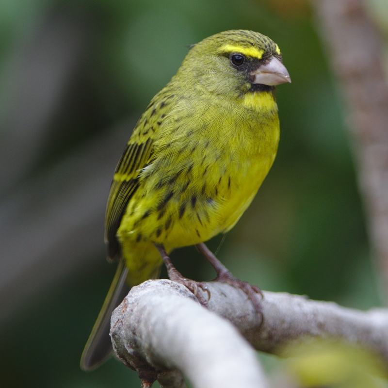 Forest Canary