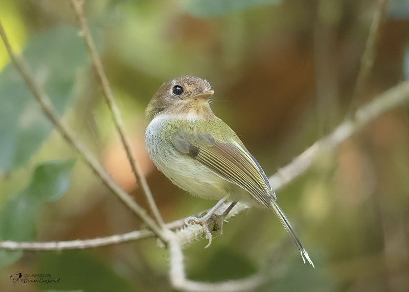 Fork-tailed Tody-Tyrant