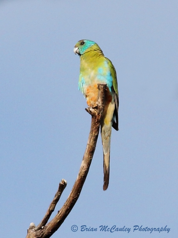 Golden-shouldered Parrot