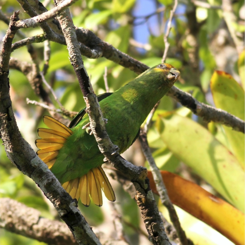Golden-tailed Parrotlet