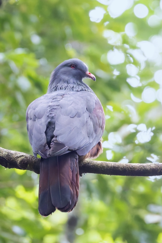 Goliath Imperial Pigeon