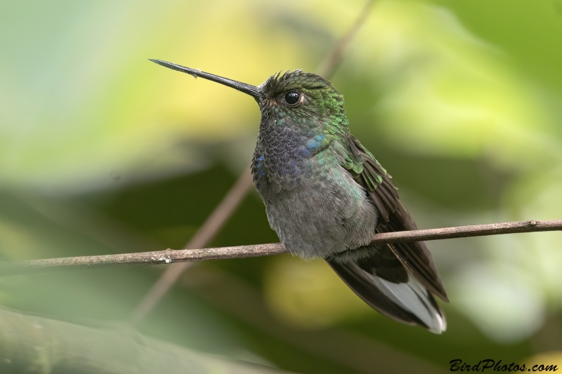 Green-backed Hillstar