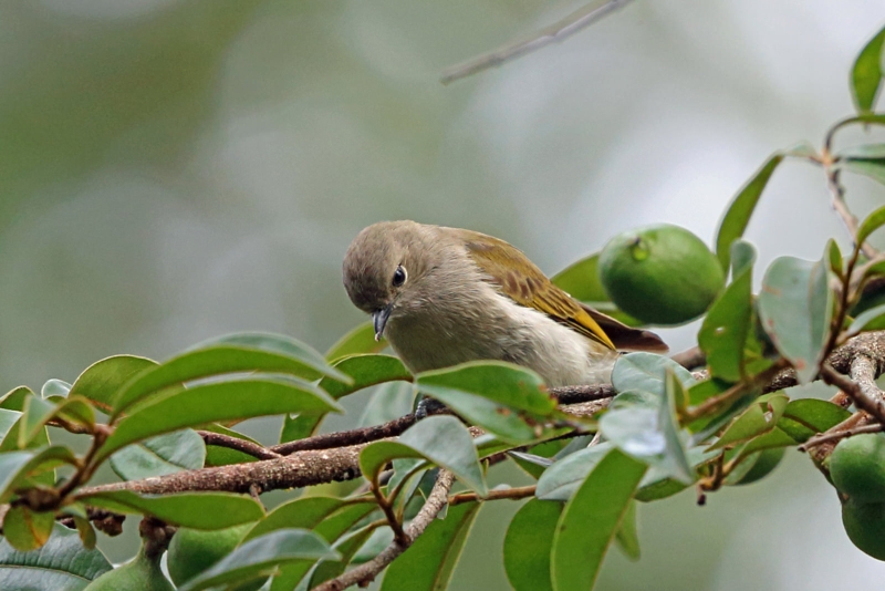 Green-backed Honeybird