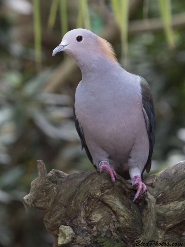 Green Imperial Pigeon