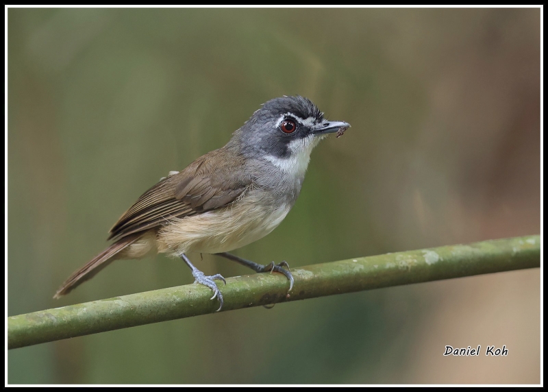 Grey-breasted Babbler