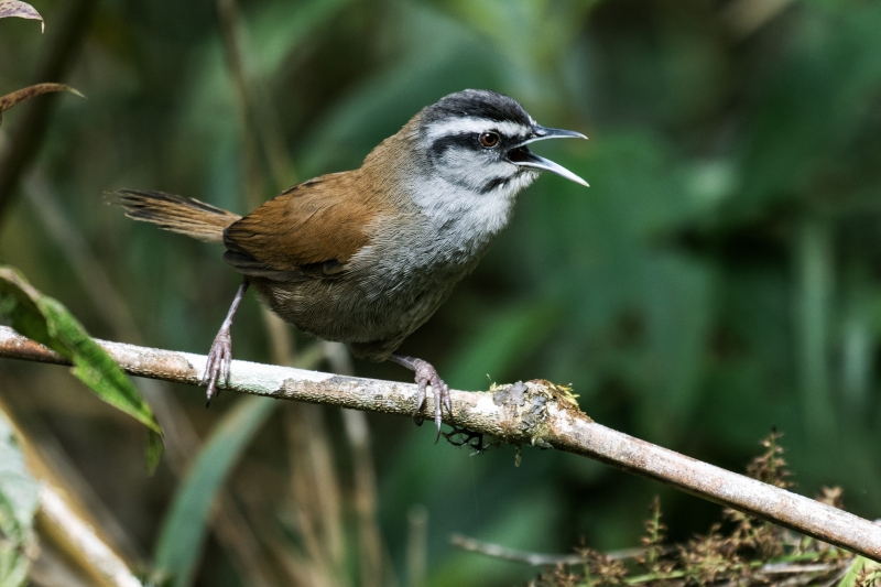 Grey-browed Wren