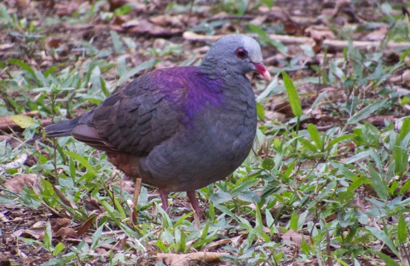 Grey-fronted Quail-Dove