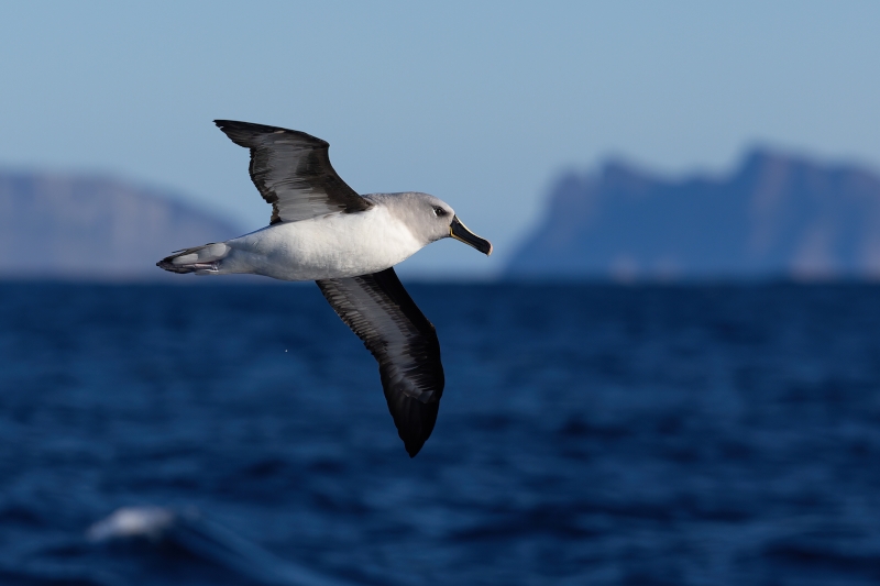 Grey-headed Albatross