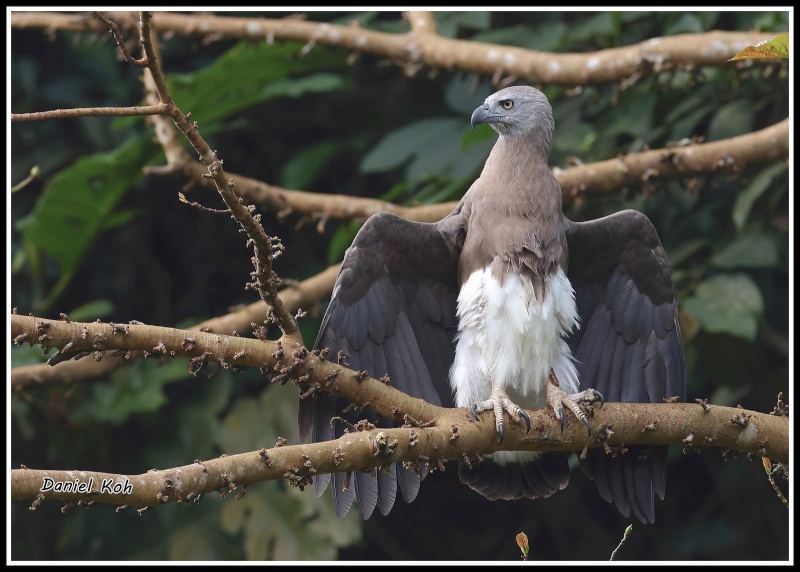 Grey-headed Fish Eagle