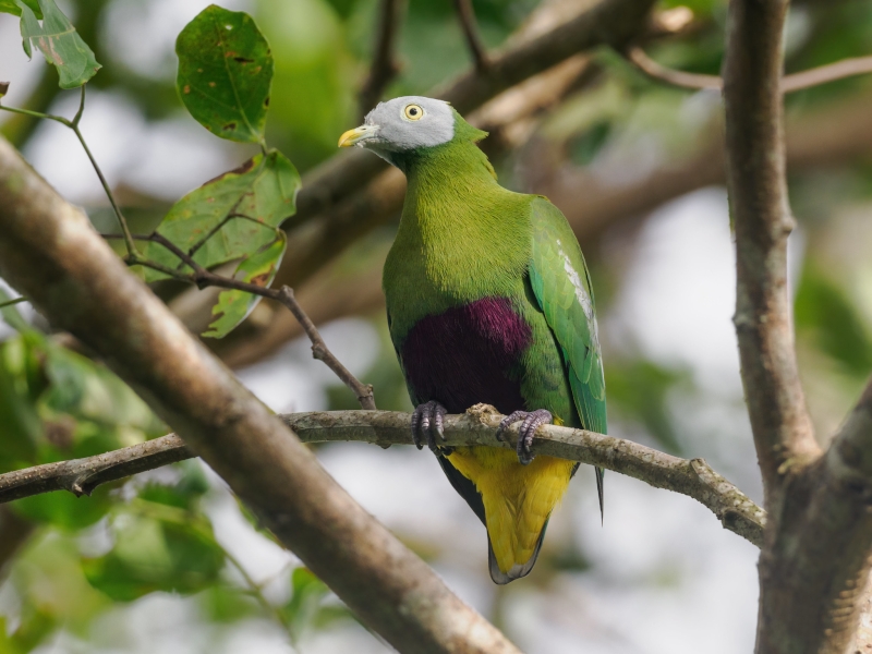 Grey-headed Fruit Dove