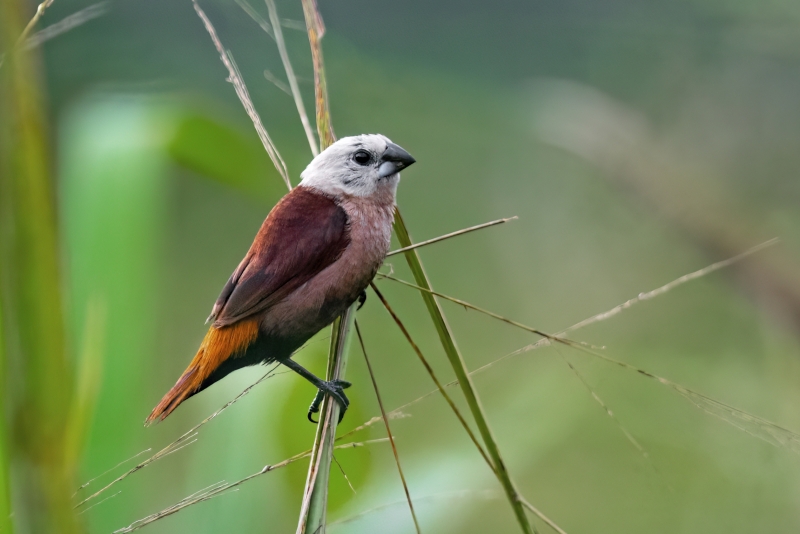 Grey-headed Mannikin