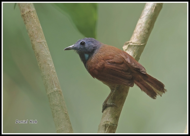 Grey-hooded Babbler