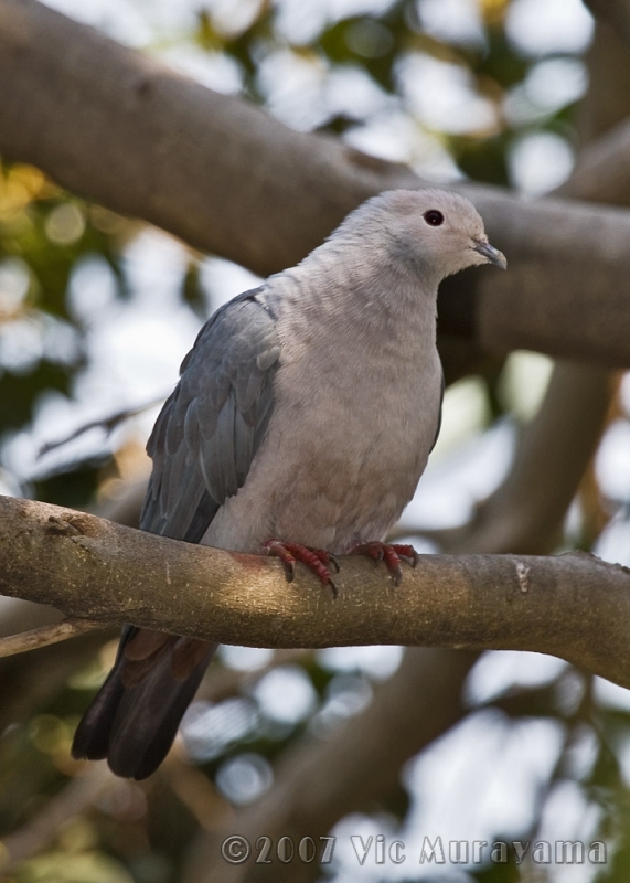 Grey Imperial Pigeon