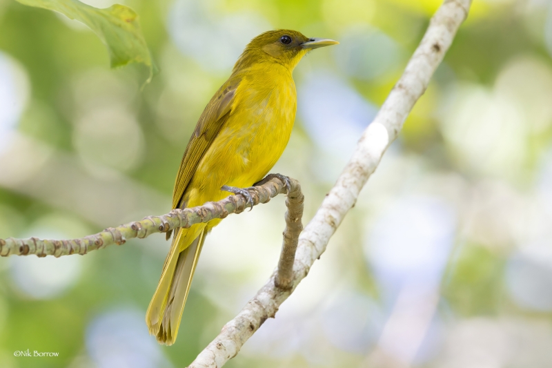 Halmahera Golden Bulbul