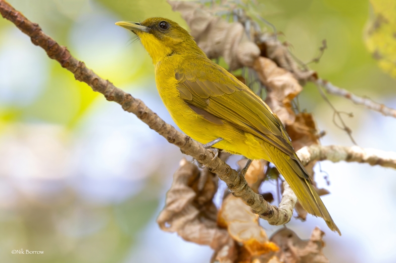 Halmahera Golden Bulbul