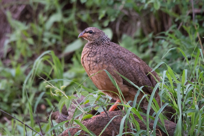 Hildebrandt's Spurfowl