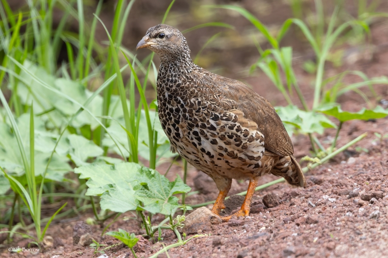 Hildebrandt's Spurfowl