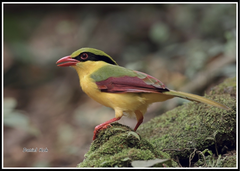 Indochinese Green Magpie