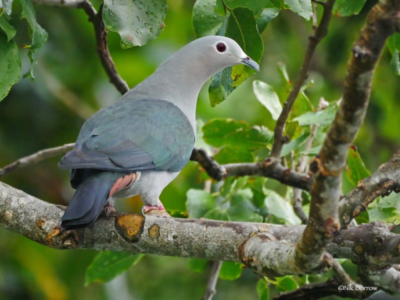 Island Imperial Pigeon