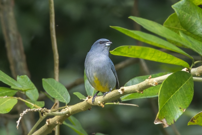 Jamaican Euphonia