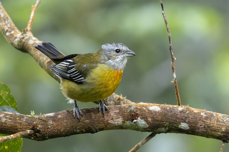 Jamaican Spindalis