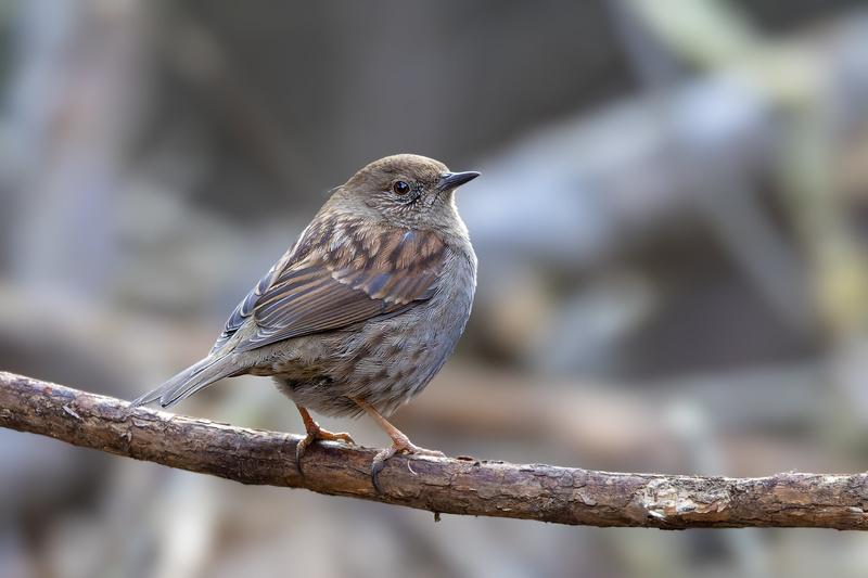 Japanese Accentor
