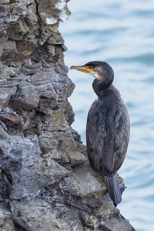 Japanese Cormorant