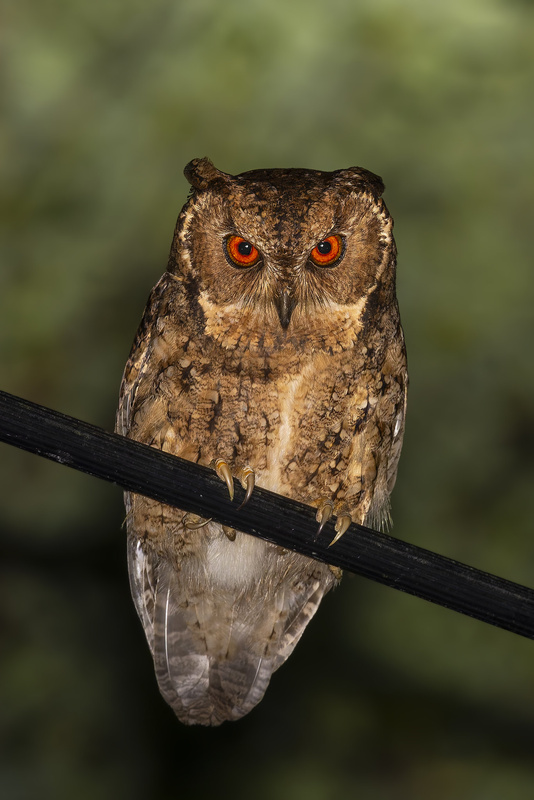 Japanese Scops Owl