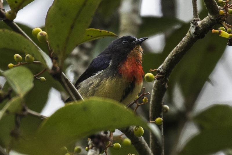 Javan Flowerpecker