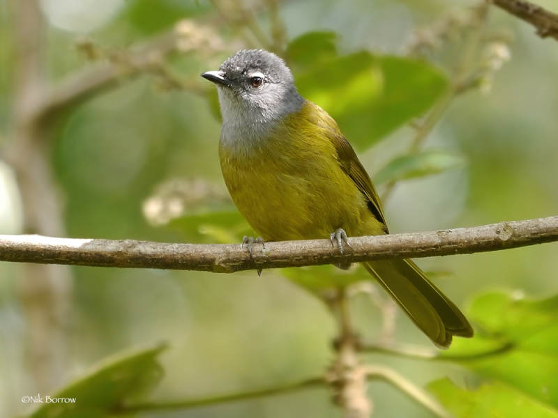 Kikuyu Mountain Greenbul