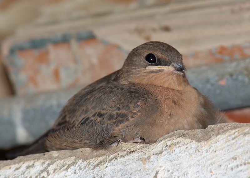 Large Rock Martin