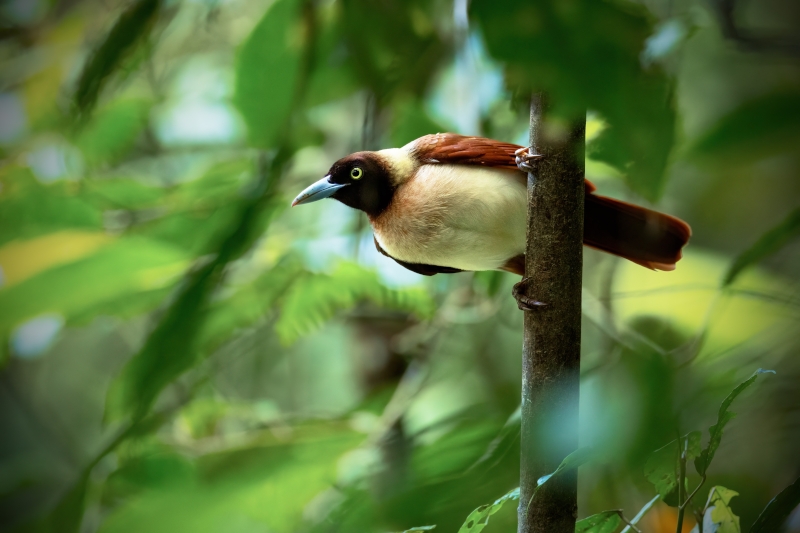 Lesser Bird-of-paradise