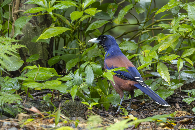 Lidth's Jay