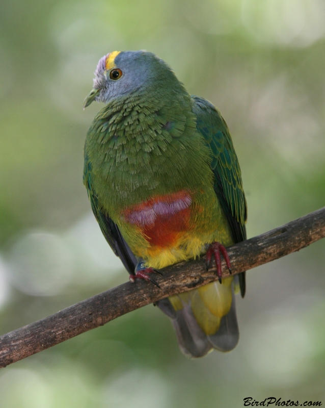 Lilac-crowned Fruit Dove