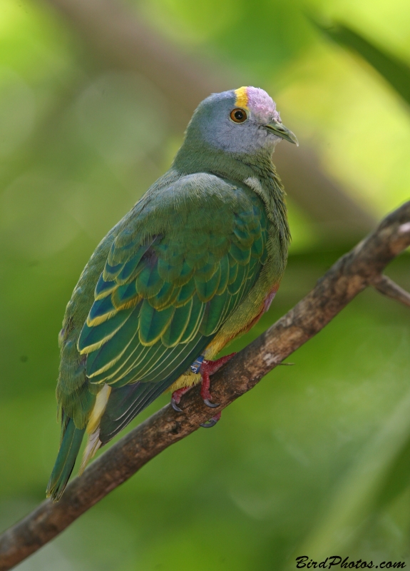 Lilac-crowned Fruit Dove