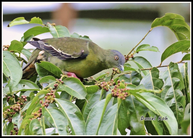 Little Green Pigeon