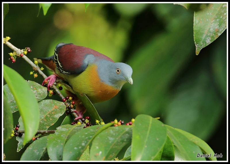 Little Green Pigeon