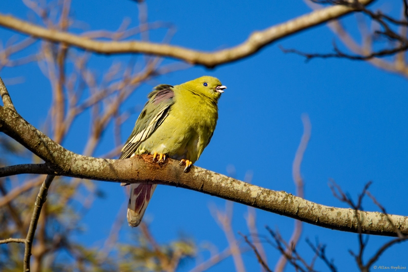 Madagascar Green Pigeon