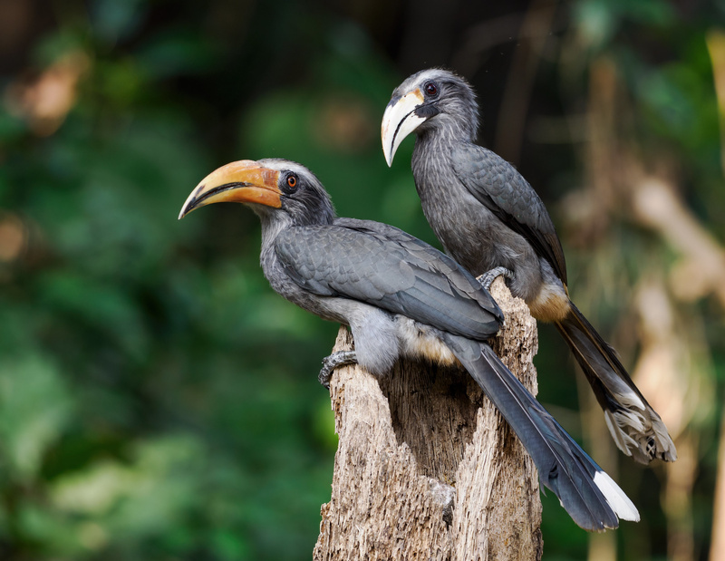 Malabar Grey Hornbill