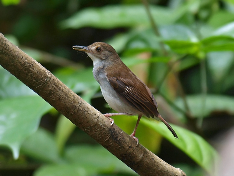 Malayan Swamp Babbler