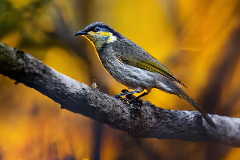 Mangrove Honeyeater