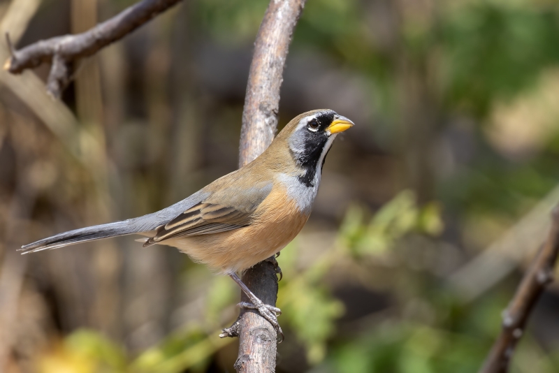 Many-colored Chaco Finch