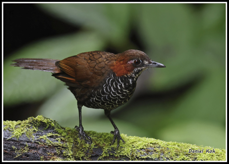 Marbled Wren-Babbler