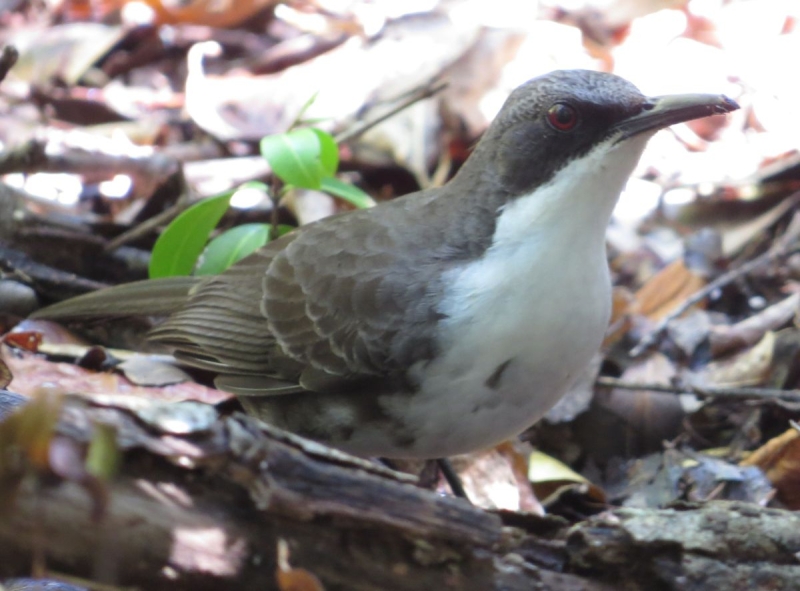 Martinique Thrasher