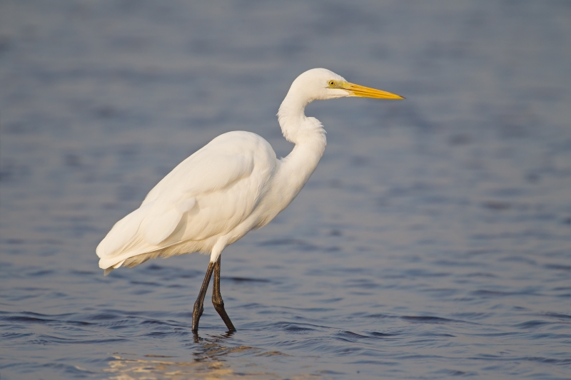 Medium Egret