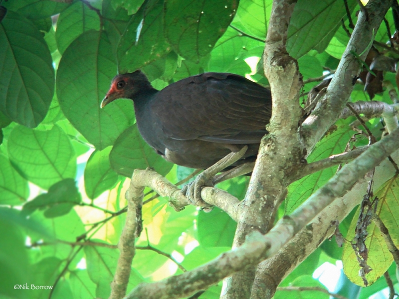 Melanesian Megapode