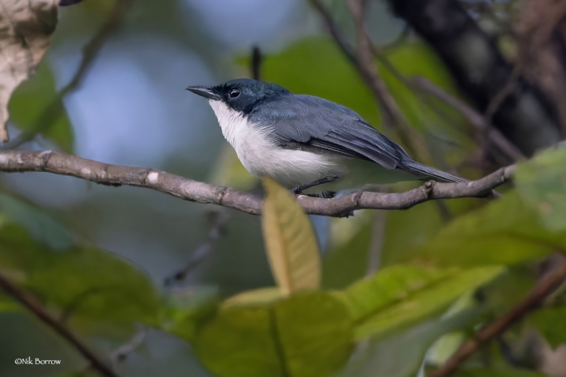 Moluccan Flycatcher